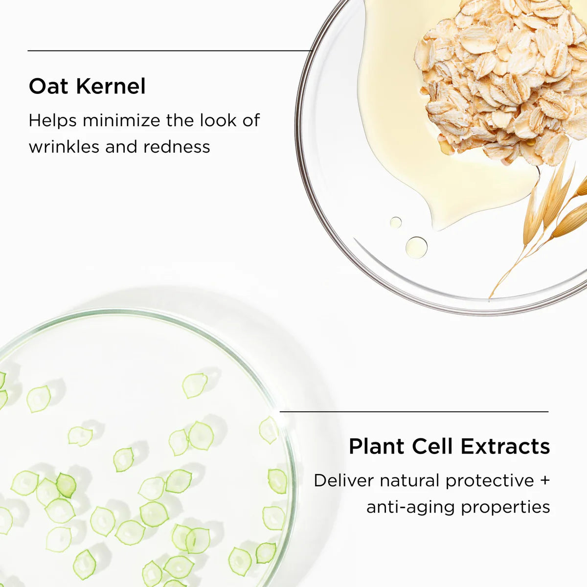 Oat Kernel and Plant Cell Extracts featured in The MAX™ Facial Cleanser for anti-aging and soothing benefits.
